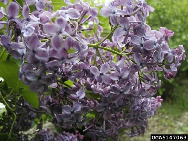 lilac, Syringa x hyacinthiflora  (Scrophulariales: Oleaceae) - 5147063