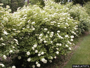 southern arrowwood, Viburnum dentatum  (Dipsacales: Caprifoliaceae) - 5147071