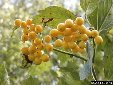 European cranberrybush, Viburnum opulus var. opulus (Dipsacales: Caprifoliaceae) - 5147074