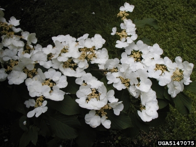 Japanese snowball, Viburnum plicatum  (Dipsacales: Caprifoliaceae) - 5147075
