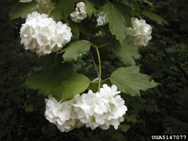 American cranberrybush, Viburnum opulus var. americanum (Dipsacales: Caprifoliaceae) - 5147077