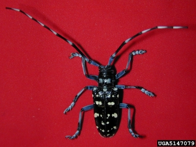 citrus longhorned beetle, Anoplophora chinensis  (Coleoptera: Cerambycidae) - 5147079