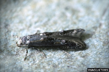 apple pith moth, Blastodacna atra  (Lepidoptera: Agonoxenidae) - 5147085