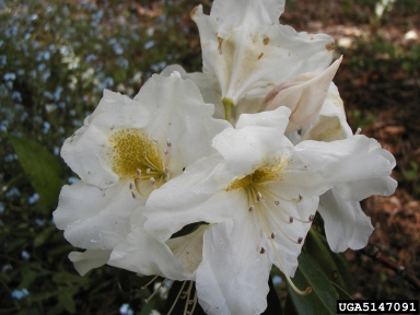rhododendrons and azaleas, Rhododendron spp.  (Ericales: Ericaceae) - 5147091