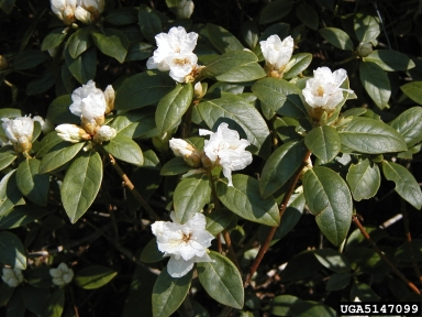 rhododendrons and azaleas, Rhododendron spp.  (Ericales: Ericaceae) - 5147099