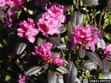 rhododendrons and azaleas, Rhododendron spp.  (Ericales: Ericaceae) - 5148006