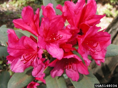 rhododendrons and azaleas, Rhododendron spp.  (Ericales: Ericaceae) - 5148034