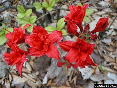 rhododendrons and azaleas, Rhododendron spp.  (Ericales: Ericaceae) - 5148041