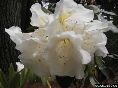 rhododendrons and azaleas, Rhododendron spp.  (Ericales: Ericaceae) - 5148044