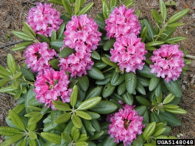 rhododendrons and azaleas, Rhododendron spp.  (Ericales: Ericaceae) - 5148048