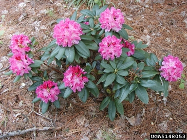 rhododendrons and azaleas, Rhododendron spp.  (Ericales: Ericaceae) - 5148053