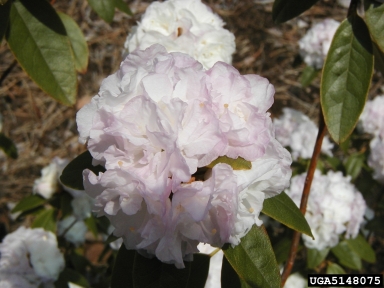 rhododendrons and azaleas, Rhododendron spp.  (Ericales: Ericaceae) - 5148075