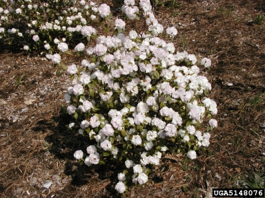 rhododendrons and azaleas, Rhododendron spp.  (Ericales: Ericaceae) - 5148076