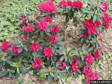 rhododendrons and azaleas, Rhododendron spp.  (Ericales: Ericaceae) - 5148080
