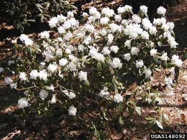 rhododendrons and azaleas, Rhododendron spp.  (Ericales: Ericaceae) - 5148092