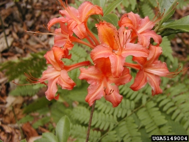 rhododendrons and azaleas, Rhododendron spp.  (Ericales: Ericaceae) - 5149004