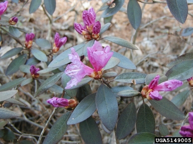 rhododendrons and azaleas, Rhododendron spp.  (Ericales: Ericaceae) - 5149005