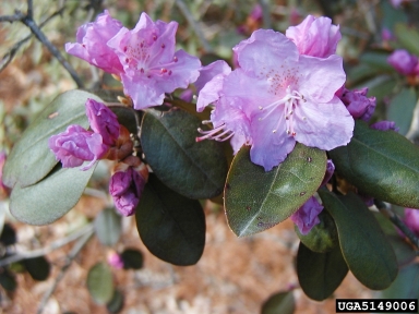 rhododendrons and azaleas, Rhododendron spp.  (Ericales: Ericaceae) - 5149006