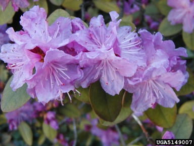 rhododendrons and azaleas, Rhododendron spp.  (Ericales: Ericaceae) - 5149007
