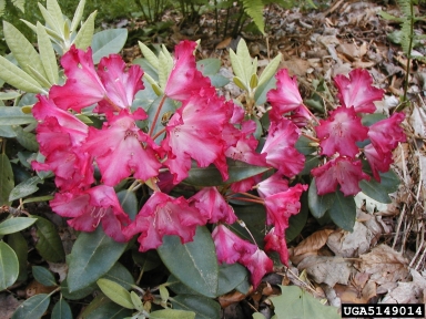 rhododendrons and azaleas, Rhododendron spp.  (Ericales: Ericaceae) - 5149014