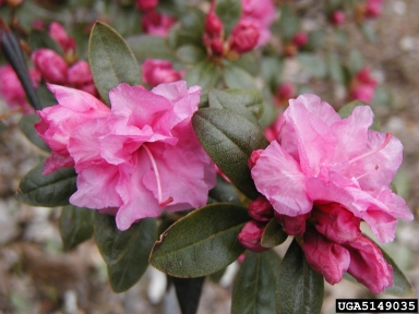 rhododendrons and azaleas, Rhododendron spp.  (Ericales: Ericaceae) - 5149035
