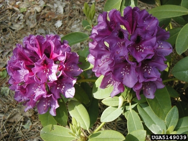 rhododendrons and azaleas, Rhododendron spp.  (Ericales: Ericaceae) - 5149039