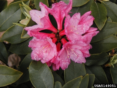 rhododendrons and azaleas, Rhododendron spp.  (Ericales: Ericaceae) - 5149051