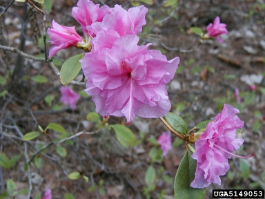 rhododendrons and azaleas, Rhododendron spp.  (Ericales: Ericaceae) - 5149053