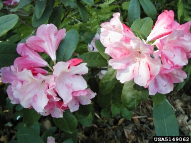rhododendrons and azaleas, Rhododendron spp.  (Ericales: Ericaceae) - 5149062