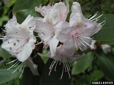 rhododendrons and azaleas, Rhododendron spp.  (Ericales: Ericaceae) - 5149065