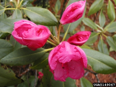 rhododendrons and azaleas, Rhododendron spp.  (Ericales: Ericaceae) - 5149067