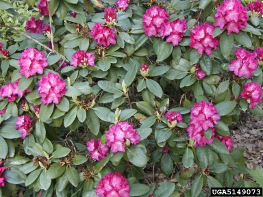 Catawba rosebay, Rhododendron catawbiense  (Ericales: Ericaceae) - 5149073