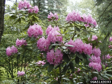 Catawba rosebay, Rhododendron catawbiense  (Ericales: Ericaceae) - 5149093