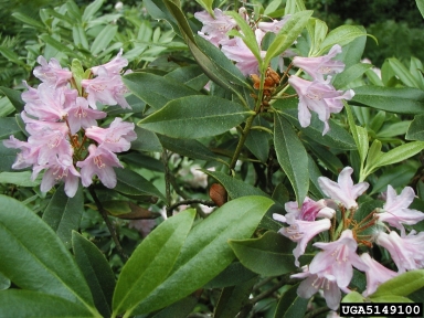 rhododendron, Rhododendron concinnum  (Ericales: Ericaceae) - 5149100
