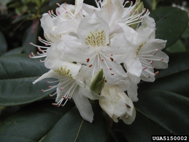 rhododendron, Rhododendron concinnum  (Ericales: Ericaceae) - 5150002