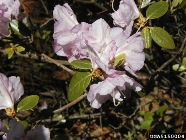 rhododendron, Rhododendron dauricum  (Ericales: Ericaceae) - 5150004