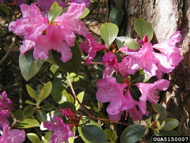 rhododendron, Rhododendron dauricum  (Ericales: Ericaceae) - 5150007