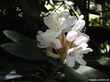 rosebay rhododendron, Rhododendron maximum  (Ericales: Ericaceae) - 5150016