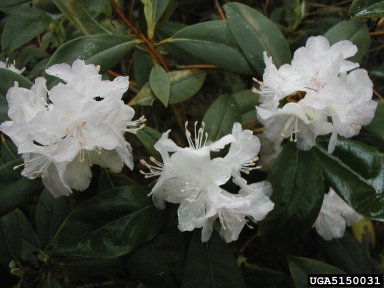 rhododendron, Rhododendron myrtifolium  (Ericales: Ericaceae) - 5150031