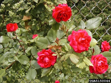 rose, Rosa spp.  (Rosales: Rosaceae) - 5150044
