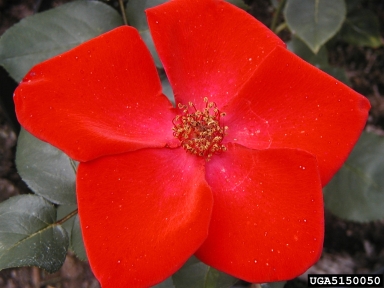 rose, Rosa spp.  (Rosales: Rosaceae) - 5150050