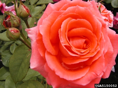 rose, Rosa spp.  (Rosales: Rosaceae) - 5150052