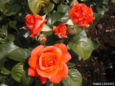 rose, Rosa spp.  (Rosales: Rosaceae) - 5150063