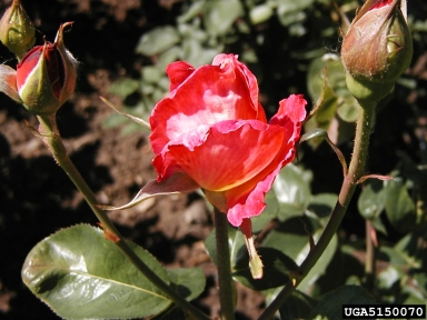 rose, Rosa spp.  (Rosales: Rosaceae) - 5150070