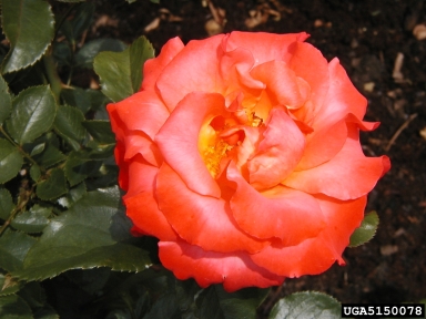 rose, Rosa spp.  (Rosales: Rosaceae) - 5150078