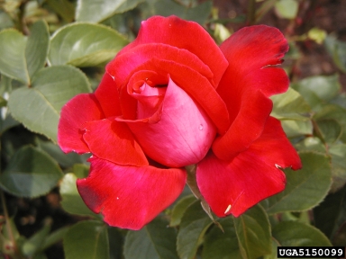 rose, Rosa spp.  (Rosales: Rosaceae) - 5150099