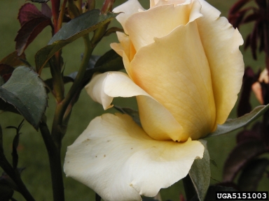 rose, Rosa spp.  (Rosales: Rosaceae) - 5151003
