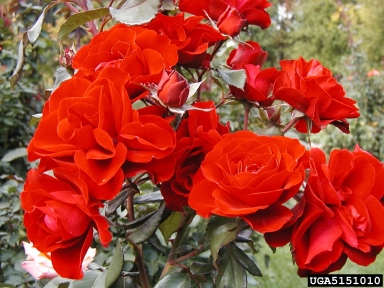 rose, Rosa spp.  (Rosales: Rosaceae) - 5151010