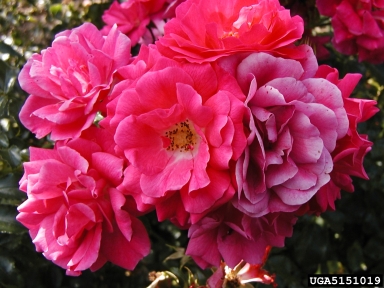 rose, Rosa spp.  (Rosales: Rosaceae) - 5151019