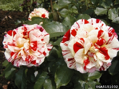 rose, Rosa spp.  (Rosales: Rosaceae) - 5151032